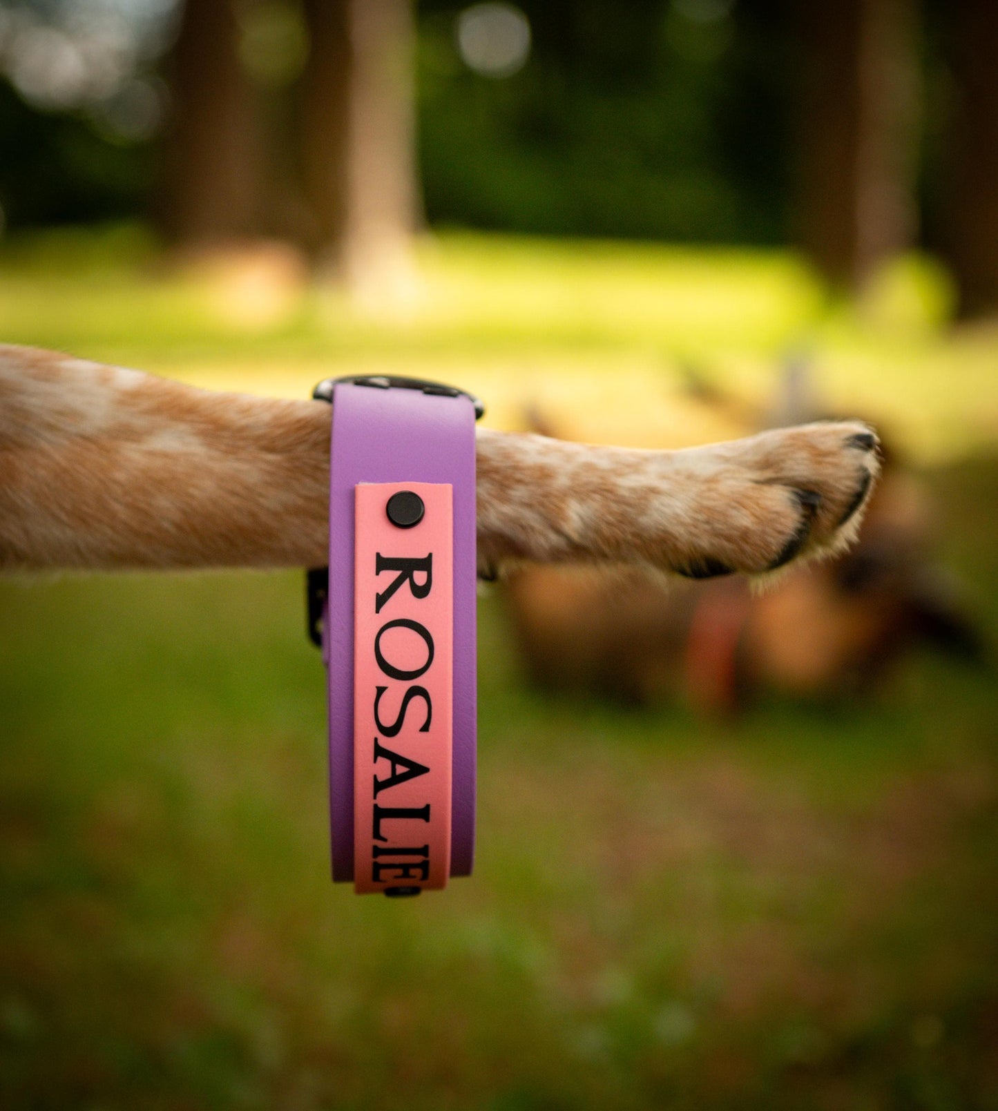 Custom Made Biothane Dog Collars. Custom Sizing.